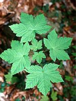Érable sycomore. Jeune plant d'érable sycomore. Cliquer pour agrandir l'image.