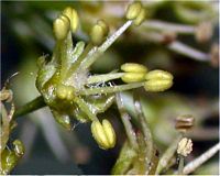 Érable sycomore. Fleur. Cliquer pour agrandir l'image.