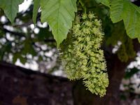 Érable sycomore. Fleur. Cliquer pour agrandir l'image.