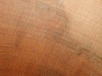Érable sycomore. Bois en coupe radiale. Cliquer pour agrandir l'image.