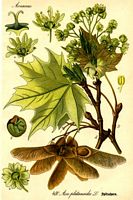 Érable sycomore. Dessin d'identification. Cliquer pour agrandir l'image.