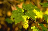 Érable sycomore. Feuilles et fleurs. Cliquer pour agrandir l'image.