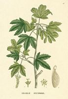 Érable sycomore. Dessin d'identification. Cliquer pour agrandir l'image.