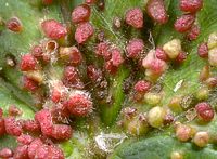 Érable sycomore. Parasitée par Eriophyes macrorhynchus. Cliquer pour agrandir l'image.