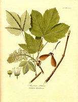 Érable sycomore. Planche d'identification. Cliquer pour agrandir l'image.