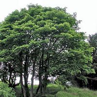 Érable sycomore. Cliquer pour agrandir l'image.
