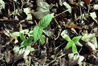 Érable sycomore. Jeune plante. Cliquer pour agrandir l'image.