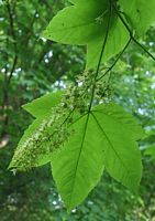 Érable sycomore. Feuilles. Cliquer pour agrandir l'image.