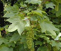 Érable sycomore. Feuilles et fleurs. Cliquer pour agrandir l'image.