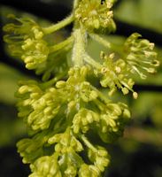 Érable sycomore. Inflorescence. Cliquer pour agrandir l'image.