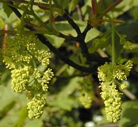 Érable sycomore. Inflorescence. Cliquer pour agrandir l'image.