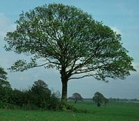 Érable sycomore. Plante. Cliquer pour agrandir l'image.