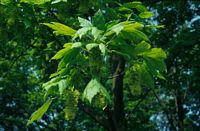 Érable sycomore. Feuilles et fleurs. Cliquer pour agrandir l'image.