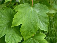 Érable sycomore. Feuille. Cliquer pour agrandir l'image.