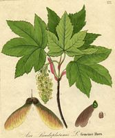 Érable sycomore. Dessin d'identification. Cliquer pour agrandir l'image.