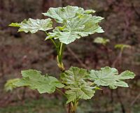 Érable sycomore. Jeune plante. Cliquer pour agrandir l'image.