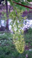 Érable sycomore. Fleurs. Cliquer pour agrandir l'image.