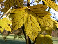 Érable sycomore. Feuille en automne. Cliquer pour agrandir l'image.