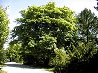 Érable sycomore. Plante. Cliquer pour agrandir l'image.