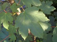 Érable sycomore. Feuille. Cliquer pour agrandir l'image.