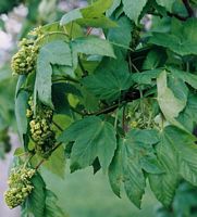 Érable sycomore. Fleurs. Cliquer pour agrandir l'image.