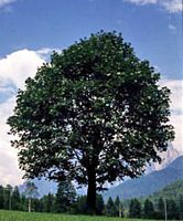 Érable sycomore. Plante. Cliquer pour agrandir l'image.