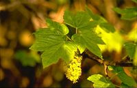 Érable sycomore. Fleurs. Cliquer pour agrandir l'image.