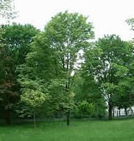 Érable sycomore. Plante. Cliquer pour agrandir l'image.