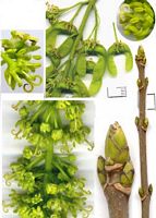 Érable sycomore. Planche d'identification. Cliquer pour agrandir l'image.