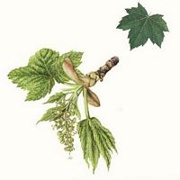 Érable sycomore. Dessin. Cliquer pour agrandir l'image.