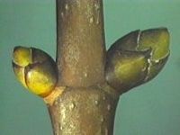 Érable sycomore. Bourgeons. Cliquer pour agrandir l'image.