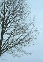 Érable sycomore. Plante en hiver. Cliquer pour agrandir l'image.
