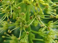 Érable sycomore. Fleurs. Cliquer pour agrandir l'image.