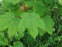 Érable sycomore. Feuilles. Cliquer pour agrandir l'image.