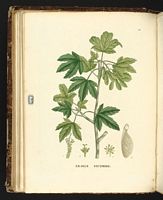 Érable sycomore. Planche d'identification Saint-hilaire. Cliquer pour agrandir l'image.