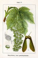 Érable sycomore. Cliquer pour agrandir l'image.