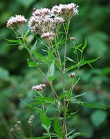 Eupatoire chanvrine. Cheires de Côme. Cliquer pour agrandir l'image.