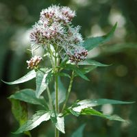 Eupatoire chanvrine. Inflorescence, Ceyssat. Cliquer pour agrandir l'image.