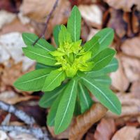 Euphorbe d'Irlande. Plante, Sauterre. Cliquer pour agrandir l'image.