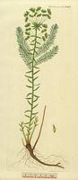 Euphorbe petit cyprès. Dessin de la plante. Cliquer pour agrandir l'image.