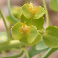Euphorbe petit cyprès. Fleur. Cliquer pour agrandir l'image.