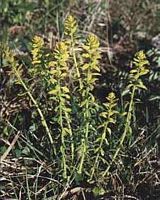 Euphorbe petit cyprès. Cliquer pour agrandir l'image.