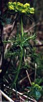 Euphorbe petit cyprès. Plante. Cliquer pour agrandir l'image.