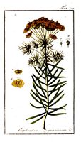 Euphorbe petit cyprès. Planche d'identification krauss. Cliquer pour agrandir l'image.