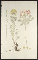Euphorbe petit cyprès. Planche d'identification Jacquin. Cliquer pour agrandir l'image.