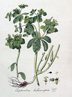 Euphorbe réveil-matin. Planche d'identification Flora batava. Cliquer pour agrandir l'image.