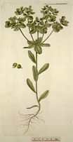 Euphorbe réveil-matin. Planche d'identification Flora danica. Cliquer pour agrandir l'image.
