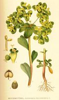 Euphorbe réveil-matin. Planche d'identification flora Linnemand. Cliquer pour agrandir l'image.