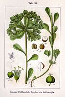 Euphorbe réveil-matin. Planche d'identification Sturm. Cliquer pour agrandir l'image.