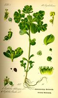 Euphorbe réveil-matin. Planche d'identification Thomé. Cliquer pour agrandir l'image.